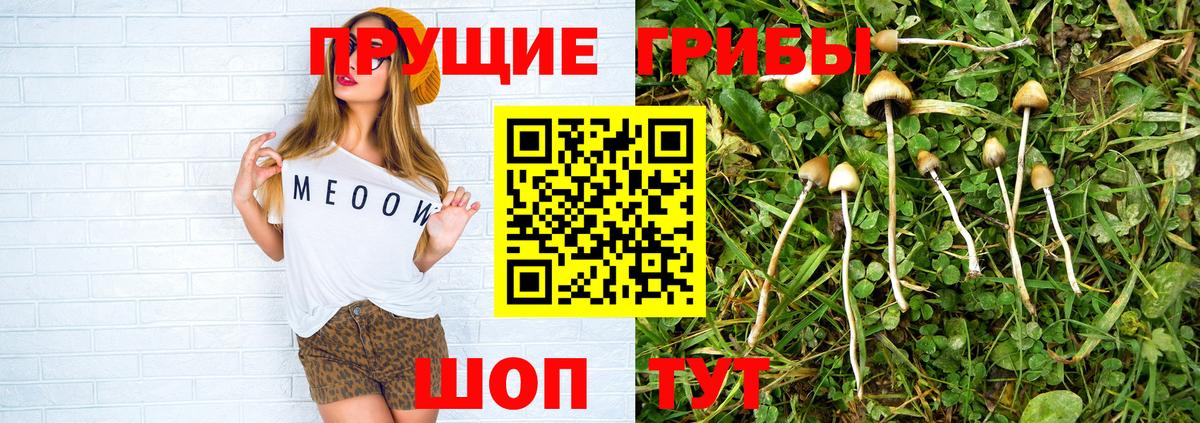 Псилоцибиновые грибы Cubensis  Вход с VPN  цена наркотик  Тара  Псилоцибиновые грибы мицелий 